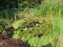 Gartenteich